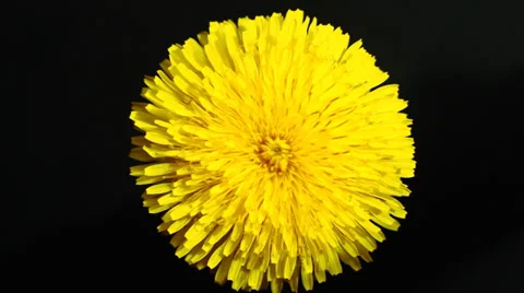 Yellow Flower. Rotation. Video stock 38385743