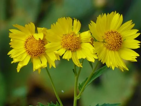 Yellow Flower in a Row Stock Photos