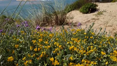 Yellow flower sandy beach Video stock 201208116