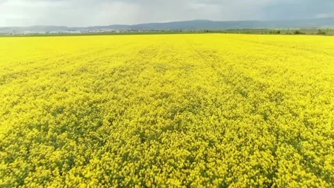 Yellow flower scenery Stock Footage 234367470