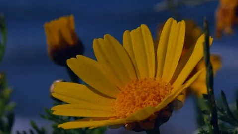 Yellow flower on sea Stock Footage 77315868