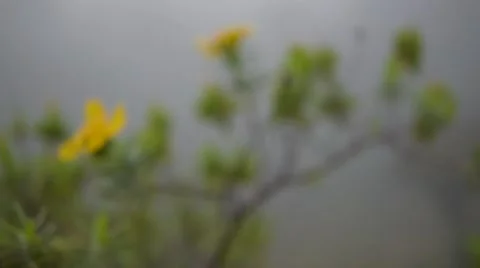 Yellow flower, selective focus Stockbeeldmateriaal 56553501