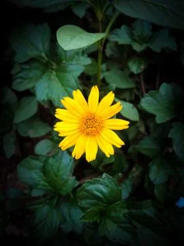 Yellow flower shining brightly. Stock Photos