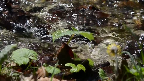 Yellow flower on the shores of the stream Stock Footage 137518357