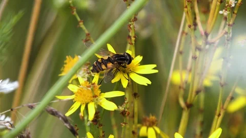 On yellow flower sit Xanthogramma pedissequum is species of hoverfly. Hoverflies Stock Footage 123209887
