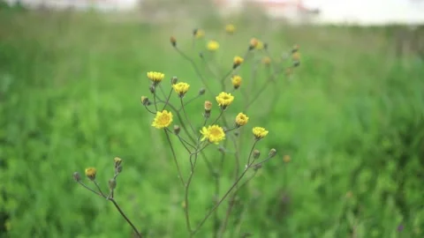Yellow flower slowmo Stock Footage