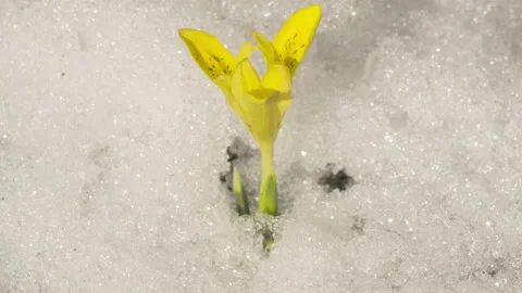 Yellow flower in the snow Video stock 214438485