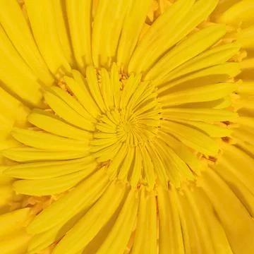 Yellow Flower Spiral Stock Photos