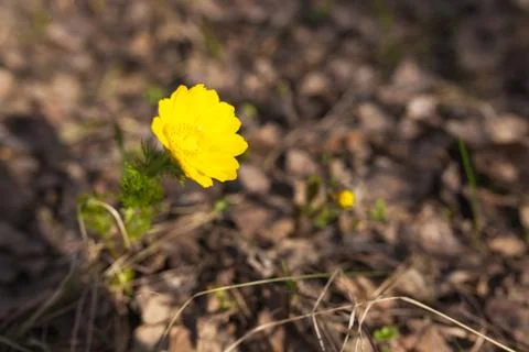Yellow flower of spring in the forest Stock Photos