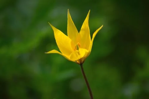 Yellow flower in the spring in the forest Stock Photos