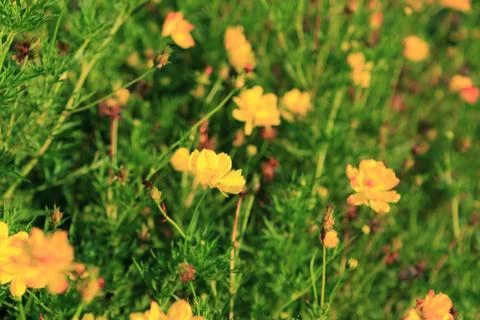 Yellow flower spring Stock Photos