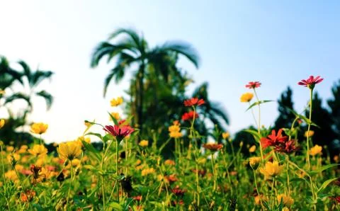 Yellow flower spring Stock Photos