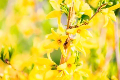 Yellow flower in spring Stock Photos
