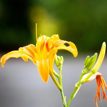 Yellow flower in Spring Foto stock
