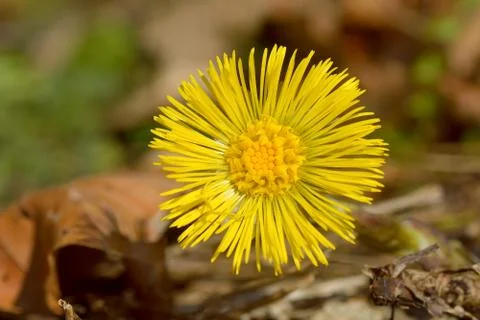 Yellow flower, in spring time Stock Photos