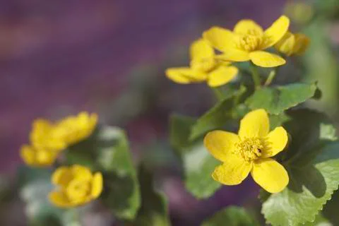 Yellow flower in springtime Stock Photos