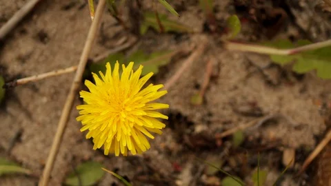 Yellow flower sprouts on empty ground Stock Footage 128911312