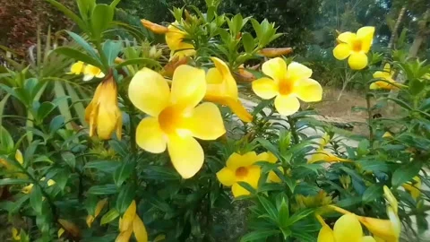 Yellow, flower, summer, Stock Footage 172531695