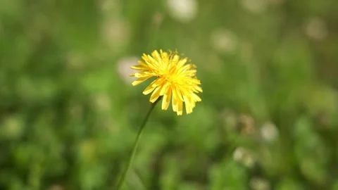 Yellow flower in the sun Stock Footage 165388035