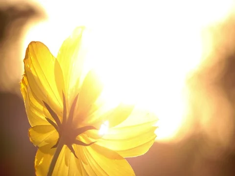 Yellow flower in sun light Stock Footage