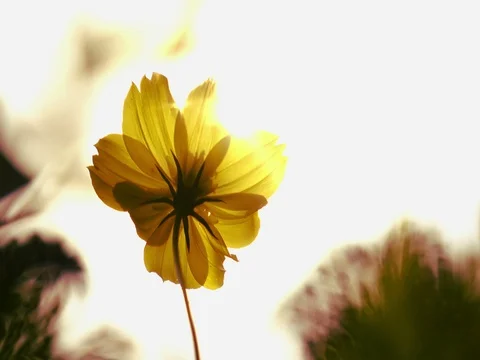 Yellow flower in sun light Stock Footage