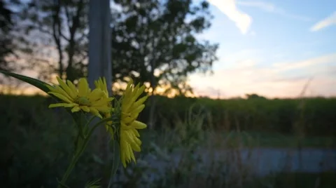 Yellow Flower Sunrise Stock Footage 67542387