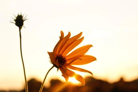 Yellow flower at sunset. Stock Photos
