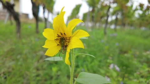 A yellow flower surrounded by grapes moves with the wind while a beetle hides Stock Footage 287847744