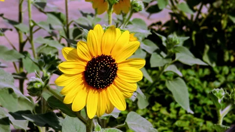 Yellow flower surrounded by greenery Видео 141145819