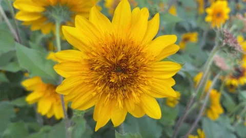 Yellow Flower Swaying Gently in a Light Breeze on a Sunny Day Stock-Footage 336522476