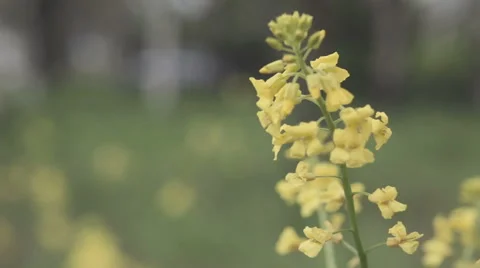 Yellow Flower Swaying In The Wind Stock Footage 50225003