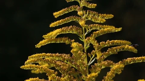 Yellow flower swaying in the wind Vidéo 80155629
