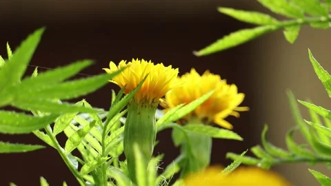 Yellow flower swaying by the wind Stock Footage 134568786