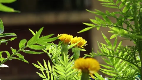 Yellow flower swaying by the wind Stock Footage 134569418