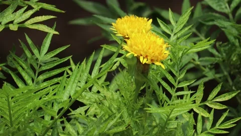 Yellow flower swaying by the wind Stock Footage 134843230
