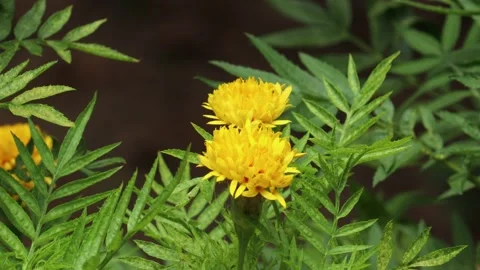 Yellow flower swaying by wind Stock Footage 134903514