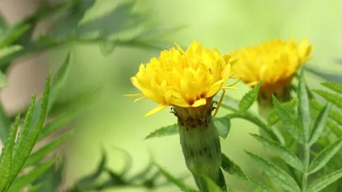 Yellow flower swaying by wind Stock Footage 134905643