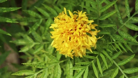Yellow flower swaying by wind Stock Footage 134905841