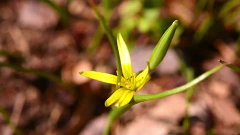 Yellow flower swaying in the wind Stock Footage 179988239