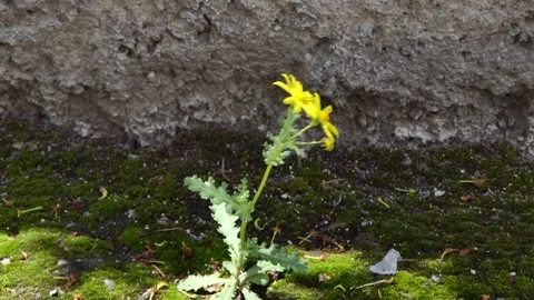 Yellow flower swaying in the wind Stock Footage 239417631