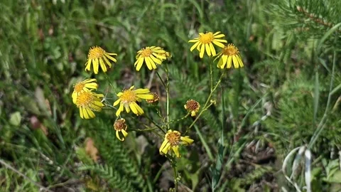 Yellow flower swaying in the wind Stock Footage 247166700
