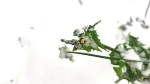 A yellow flower sways in the wind during the first snow Stock Footage 222083622