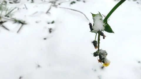 A yellow flower sways in the wind during the first snow Stock Footage 222083630