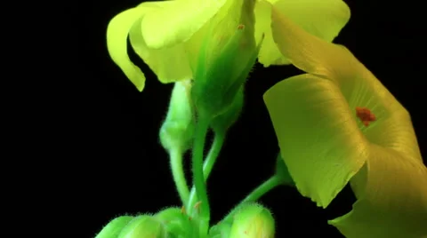 Yellow Flower Time lapse Stock Footage 47112559