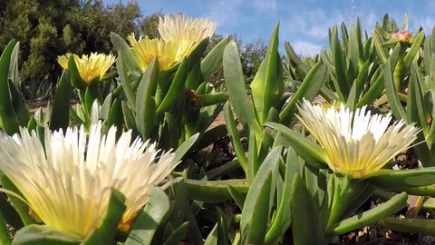Yellow Flower Timelapse Stock Footage 76849022