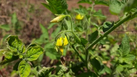 Yellow flower of tomato. Stock Footage 137774334