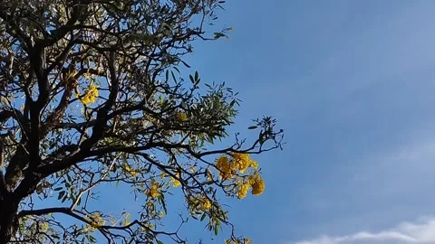 Yellow flower tree display with beautiful wind decoration Stock Footage 218244491