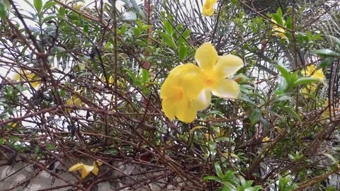 Yellow flower on the tree in the garden Stock Footage 112083206