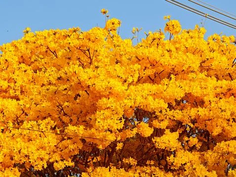 Yellow Flower Tree Stock Photos