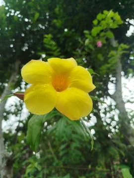Yellow Flower on Tree Stock Photos